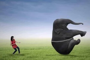 Cartoon of someone trying to harness an elephant