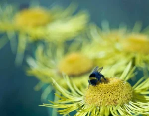 Close-up of a bumblebee collecting pollen from a vibrant yellow flower in a summer garden.