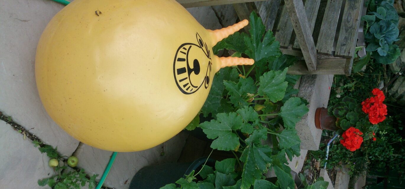 photo of orange spacehopper in the garden