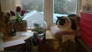 Cat on windowsill by desk