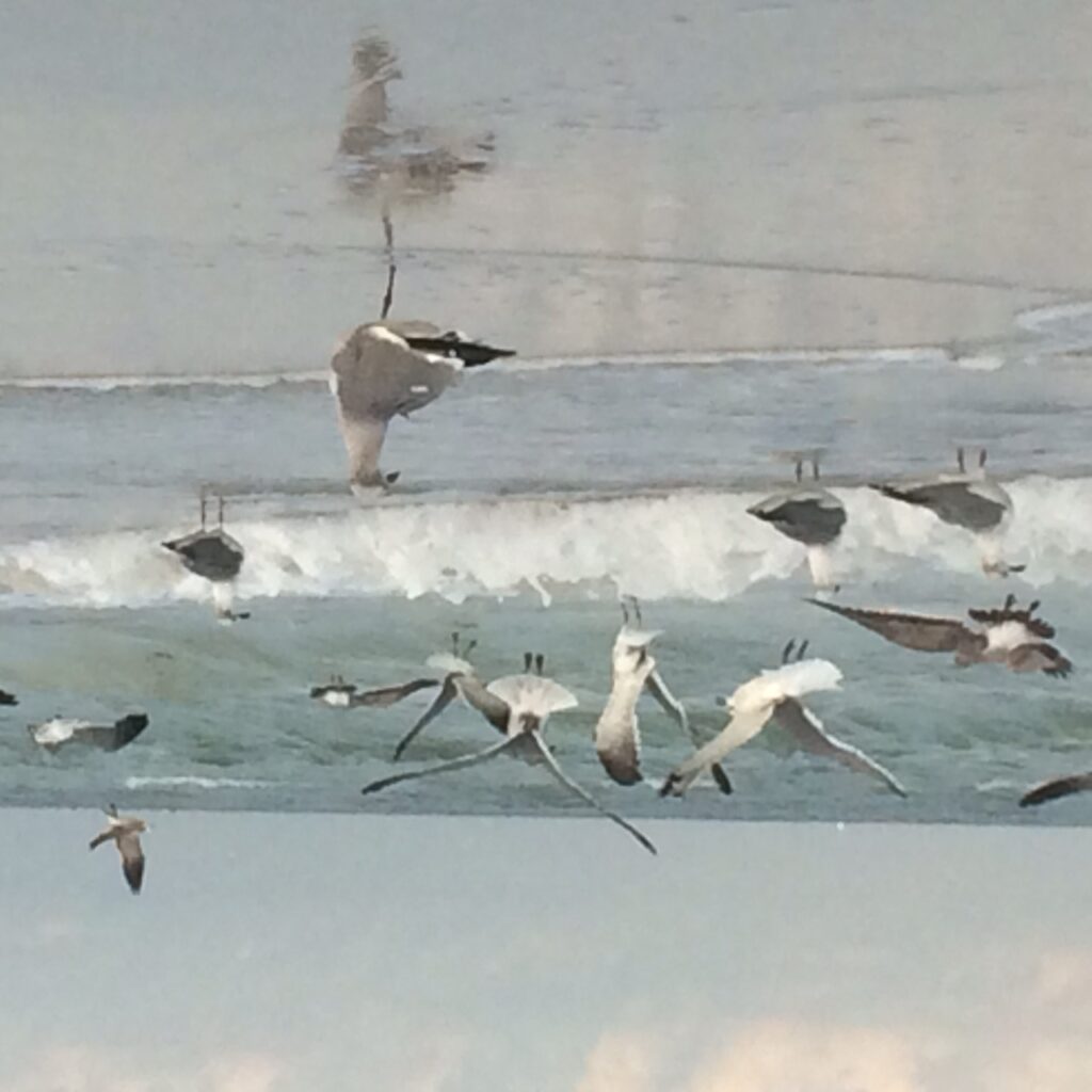 photo of beach with waves and seabirds