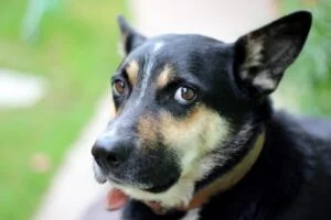 Little escapes the eye of the ALLi Watchdog (not really a dog, of course)