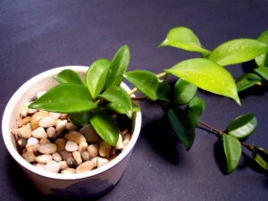 Picture of houseplant outgrowing its pot