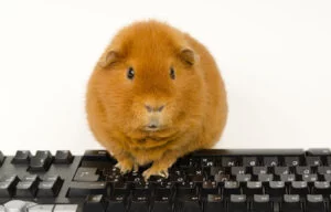 hamster