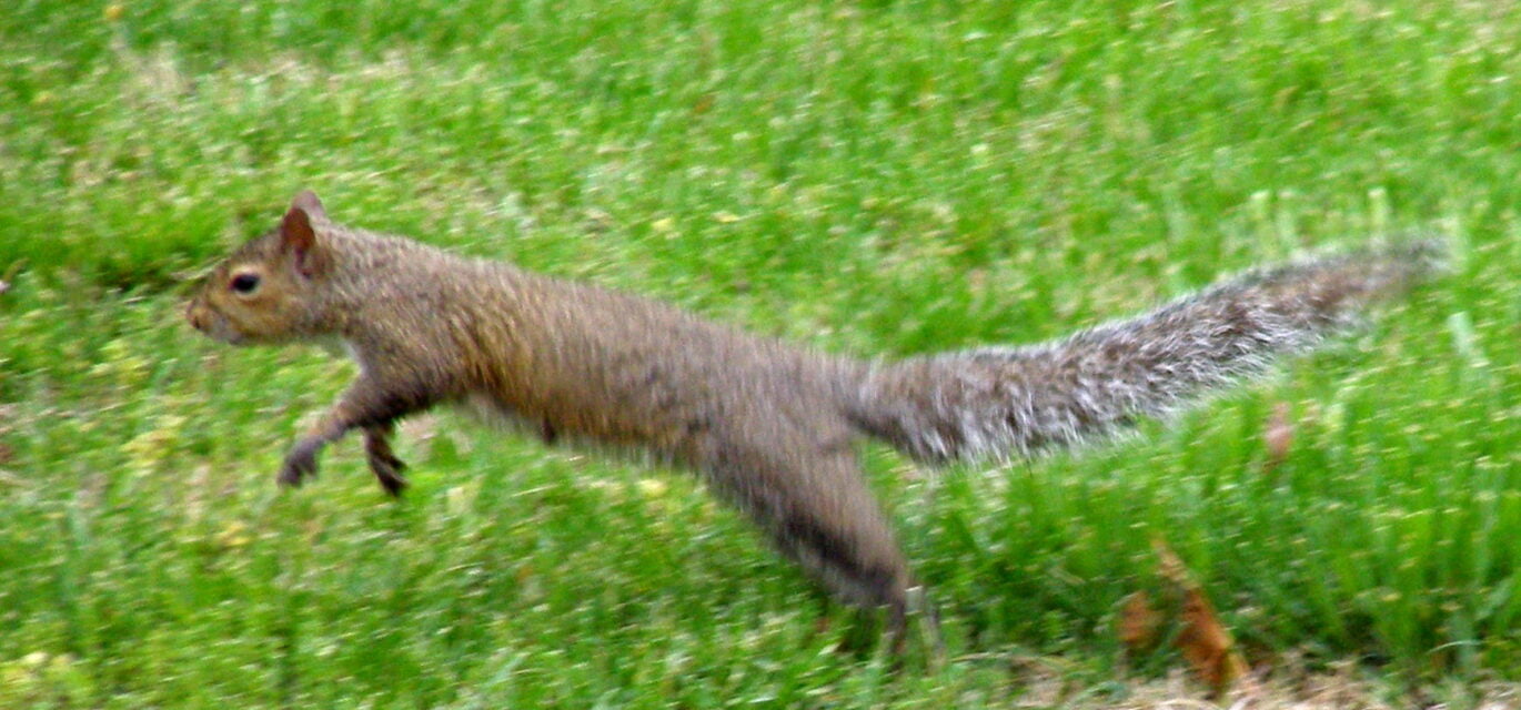 leaping squirrel by Morguefile via juditu