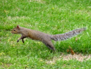 leaping squirrel by Morguefile via juditu