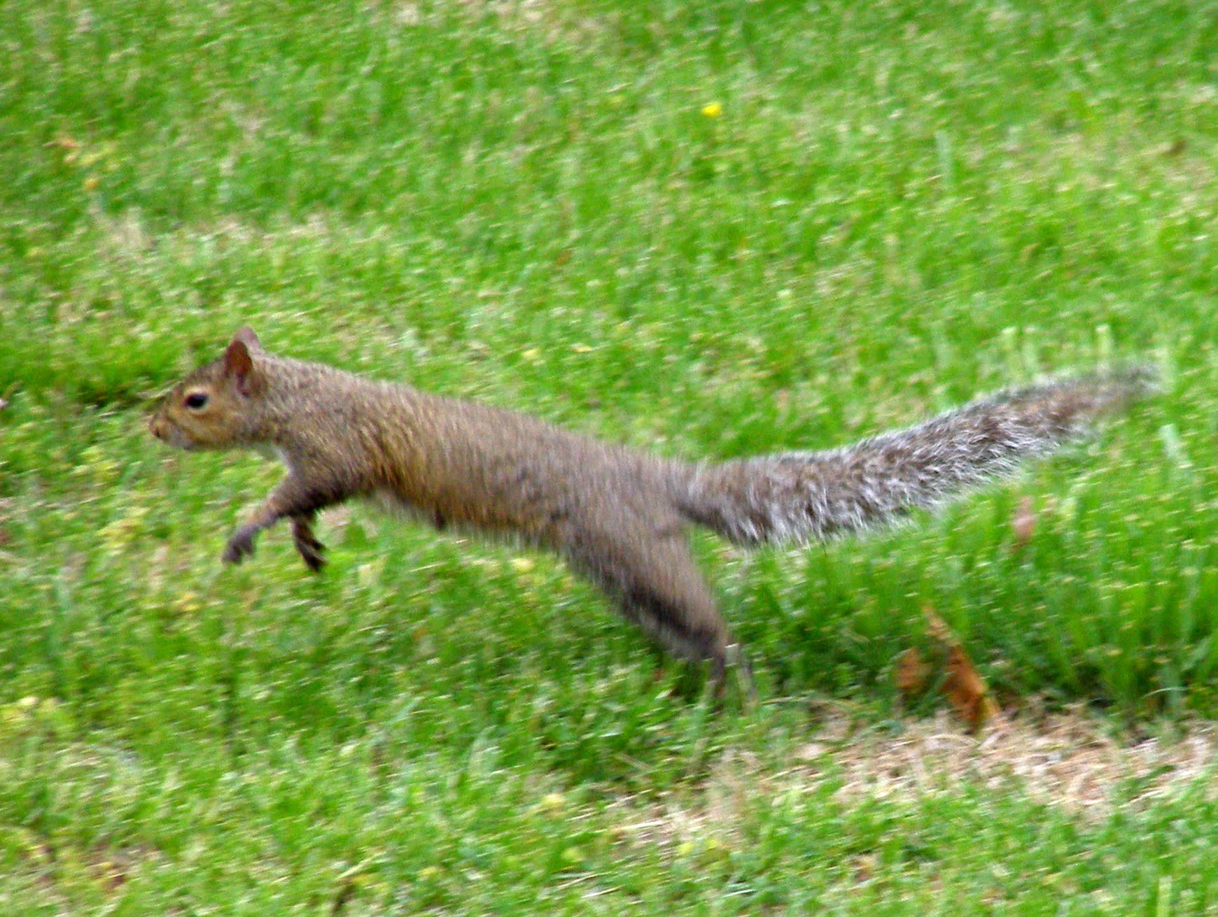 Leaping Squirrel By Morguefile Via Juditu