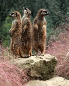 Photo of three meerkats looking in different directions
