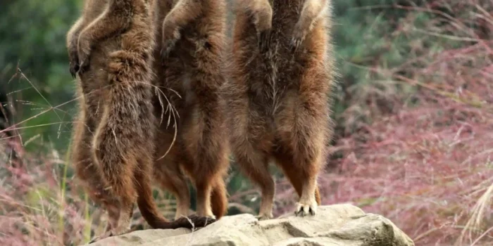 Photo of three meerkats looking in different directions