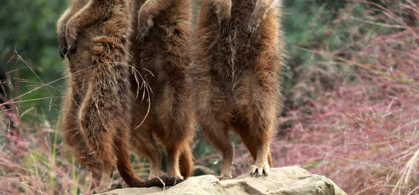 Photo of three meerkats looking in different directions