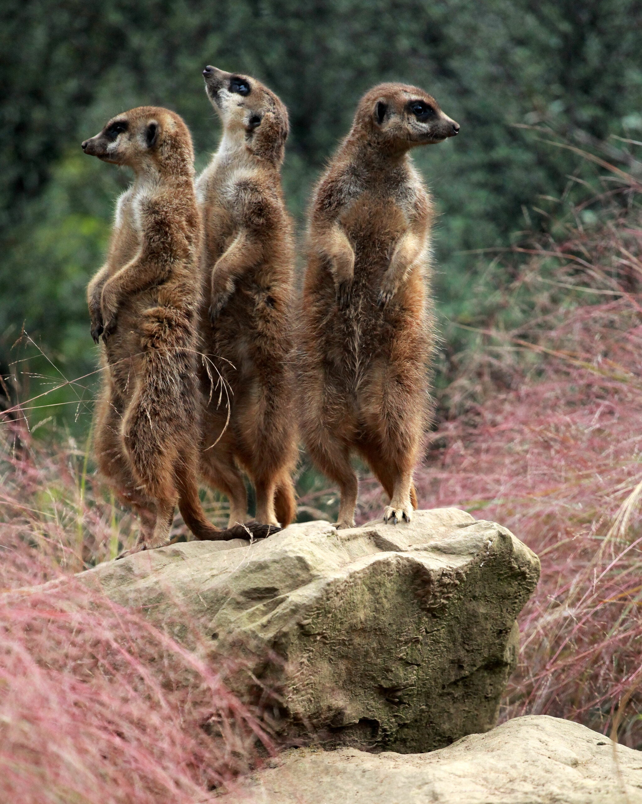 Photo Of Three Meerkats Looking In Different Directions