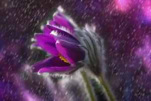 photo of purple flower in rain