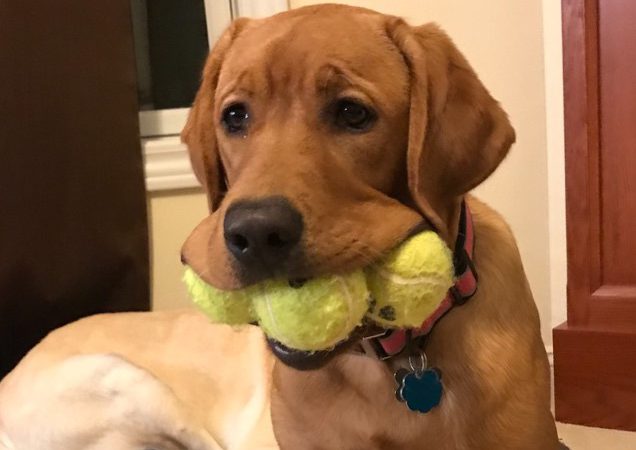Photo Of Puppy With Three Balls In Its Mouth