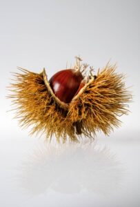 image of a chestnut in its shell