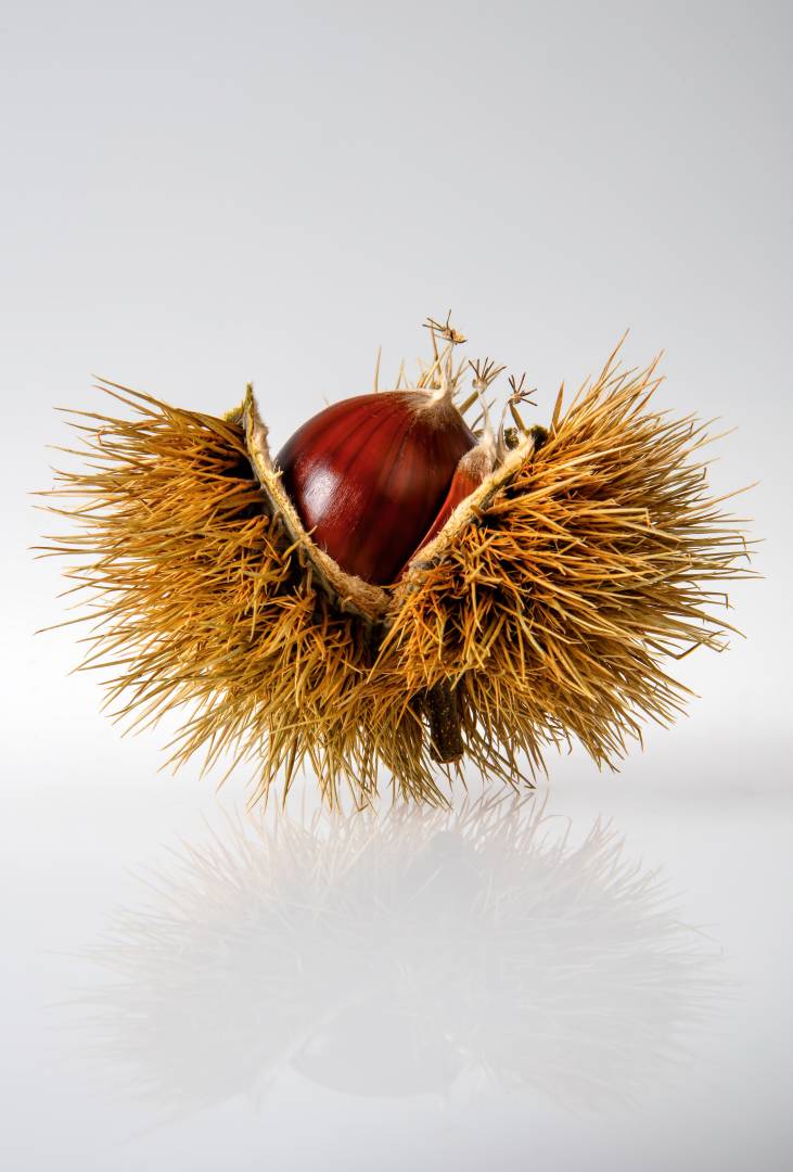 Image Of A Chestnut In Its Shell