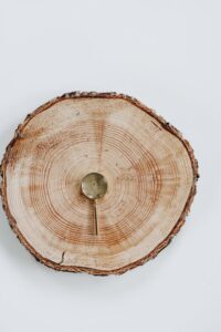 photo of magnifying glass over a cross-section of a tree