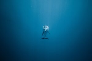 picture of dolphin in blue ocean