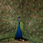 peacock displaying tail feathers