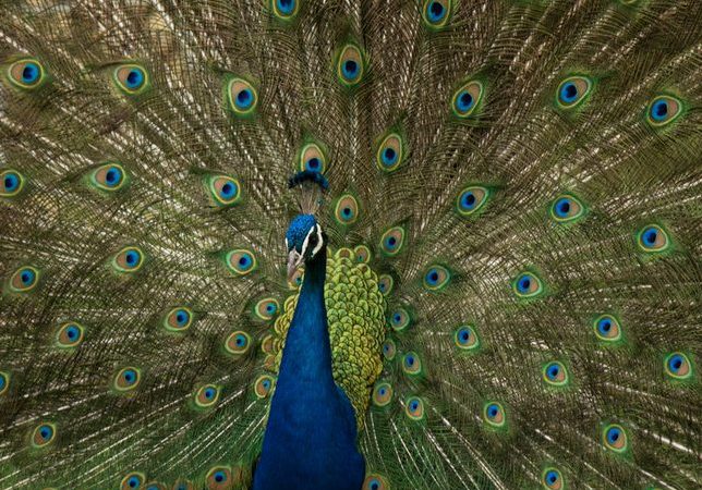 Peacock Displaying Tail Feathers