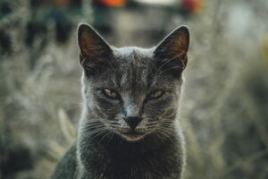 photo of a cross-looking cat to signify pet hates