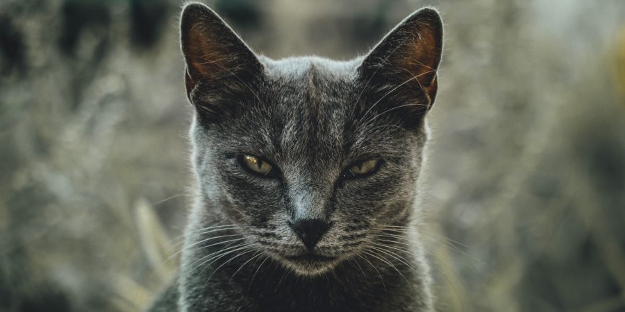 Photo Of A Cross-looking Cat To Signify Pet Hates