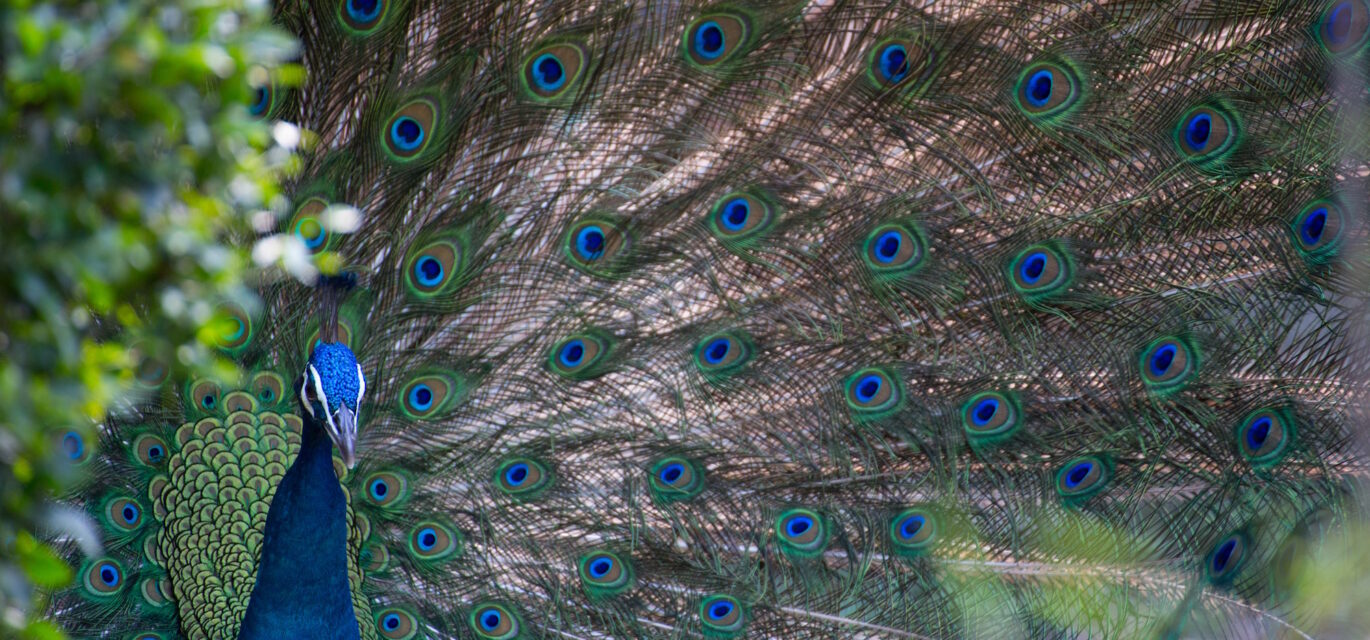 photo of a peacock's long tail