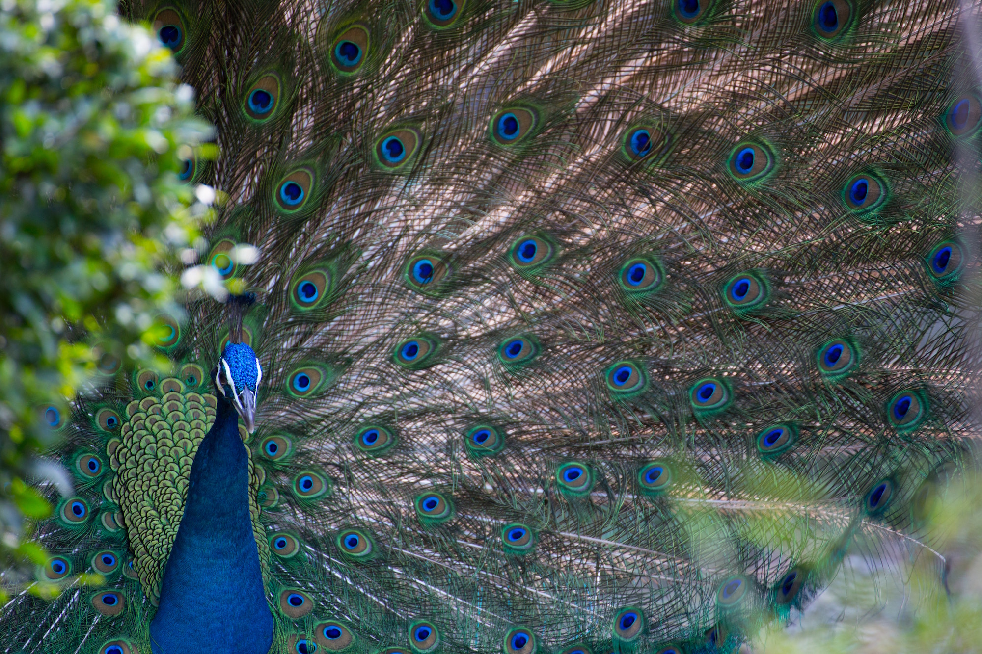 Photo Of A Peacock's Long Tail