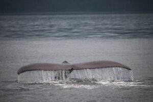 photo of long tail of whale emerging from water