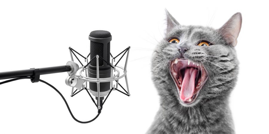 image of cat at microphone