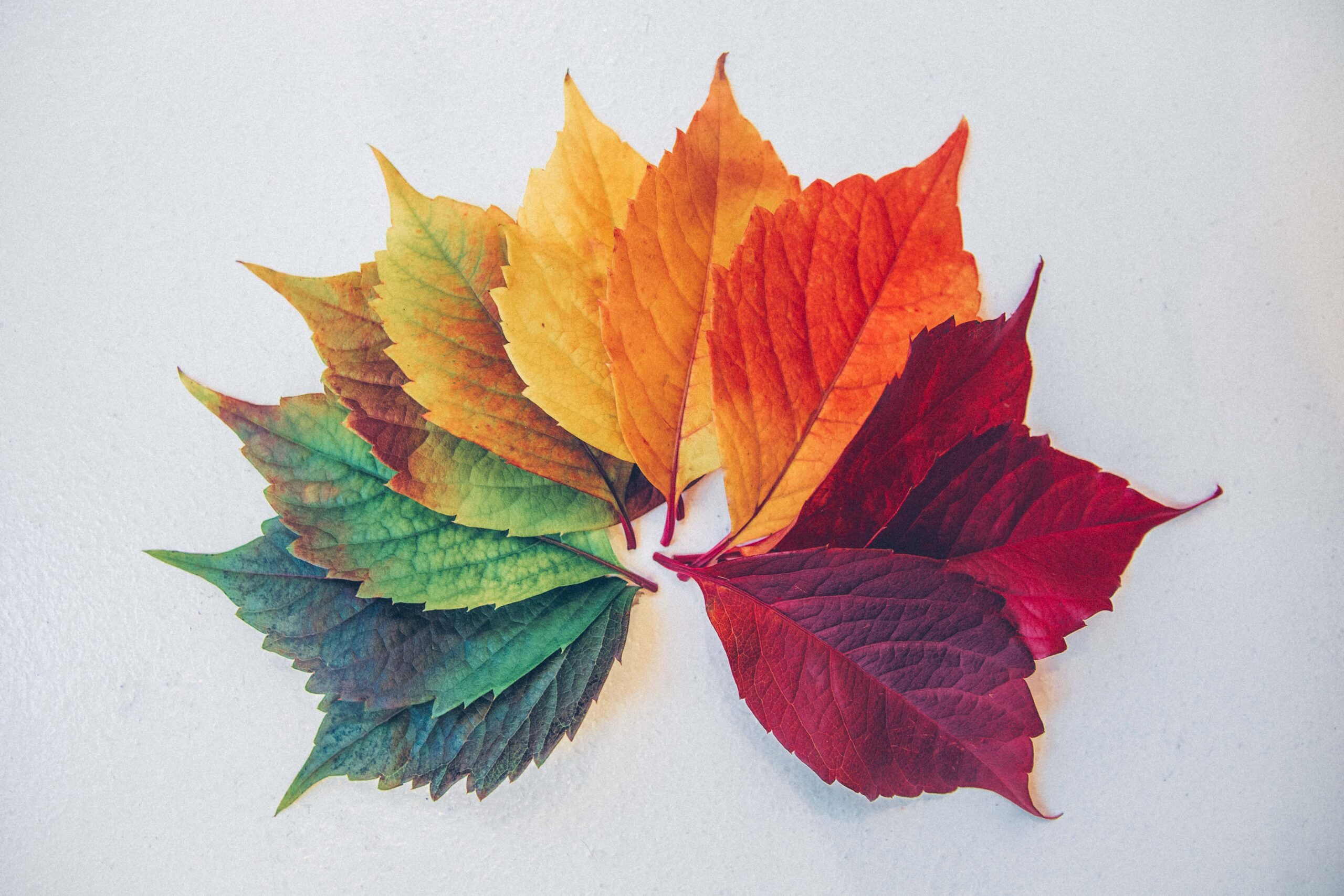 Photo Of Leaves In All Shades From Spring To Fall