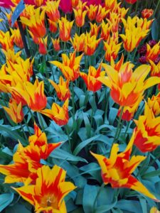image of yellow and red tulips